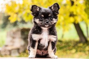 Chihuahua, Puppy Dog outdoor