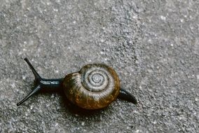 snail creeping on a stone