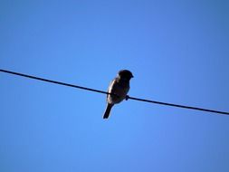 wild Sparrow sitting on a wire