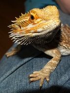 bearded dragon on the human knees