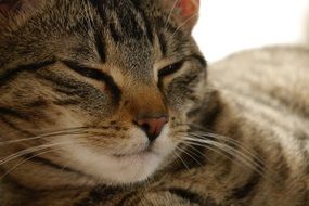 portrait of a pleased cat