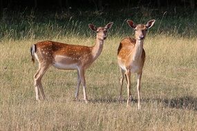 two roe deer on the meadow