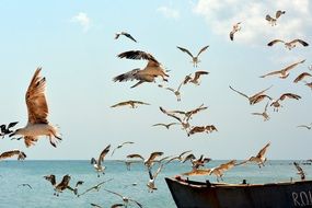 Seagull Birds Flight