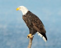 the majestic bald eagle