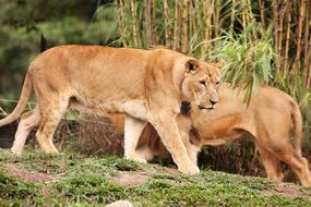 lion and lionesses