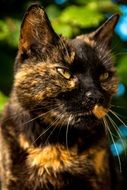 Portrait of domestic colorful cat