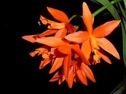 orange orchid flowers on a black background