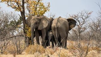 elephant family in the national park in Namibia