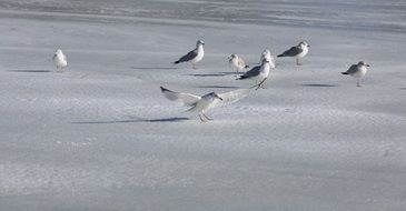 seagulls standing on the frozen lake