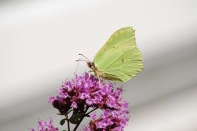 Butterfly Gonepteryx