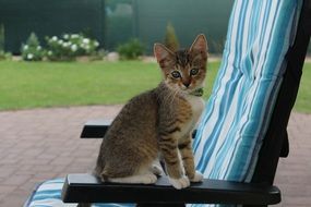 Colorful, cute and beautiful young cat sits on armchair outdoors