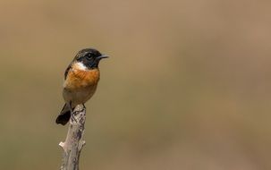 cute Black Head bird