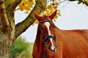 horse by the tree in autumn