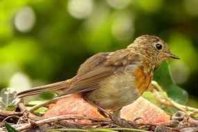foraging red robin