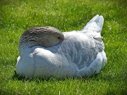 goose resting on the meadow