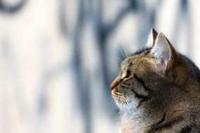 photo profile of a domestic tabby cat