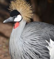 crane at the zoo in Argentina