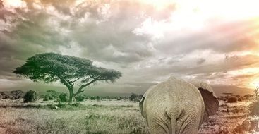 black and white photo of an elephant in the savanna