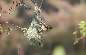 tiny bird in Karnataka