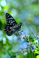 black butterfly on a plant in the forest