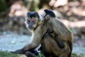 picture of the monkeys in natural habitat