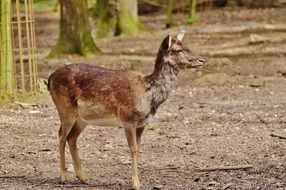 Red deer in the wild nature