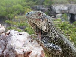 Iguana Caribbean Lizard