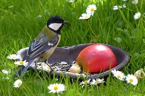a bird the size of an Apple