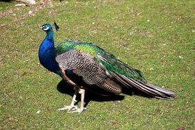 colorful peacock with closed tail feathers on a green lawn