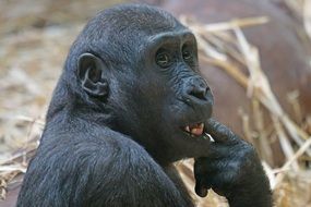 lowland gorilla