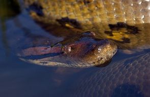 anaconda under water in South America