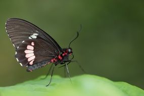 red and black butterfly macro