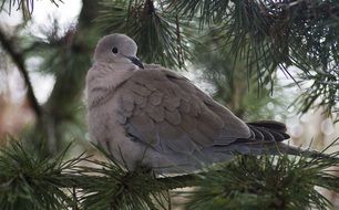 Dove Bird on a tree branch