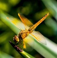 closeup of am yellow dragonfly