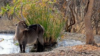 Wild Animal in Botswana