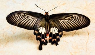 butterfly with amazing color