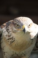 angry Hawk Bird