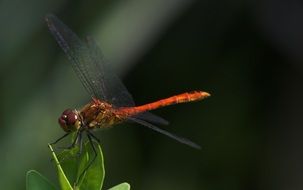 macro photo of orange dragonfly