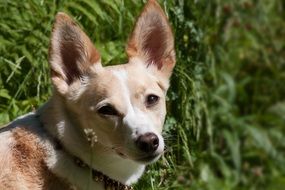 cute mongrel in green grass