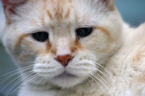 incredibly beautiful Cat Domestic
