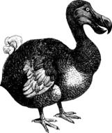 Dodo Birdas an illustration