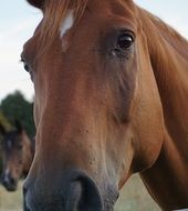 head of a red horse