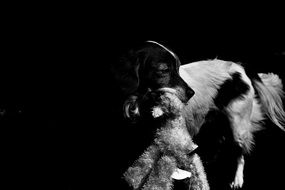 Dog Prey Hybrid Black White photo