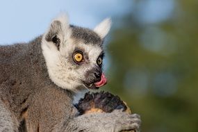 Portrait of Ring Tailed Lemur eating