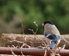 Bullfinch bird in the garden