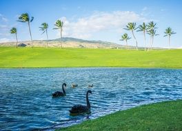 landscape of Black Swans in a calm river