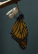 monarch butterfly on cocoon