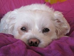 sleepy white puppy in a blanket close-up