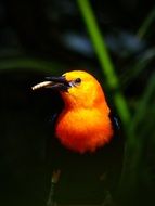 Cute little orange bird eats worm