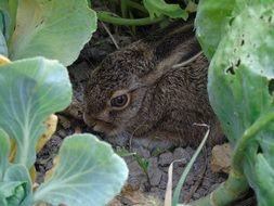 rabbit in cabbage